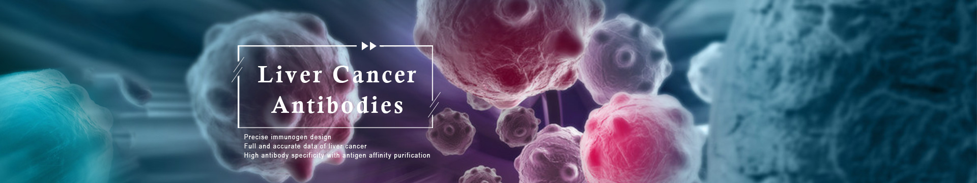 Liver Cancer Antibodies