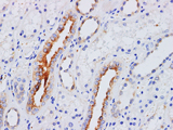 CD75 Polyclonal Antibody