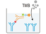 elisa assay procedure 5