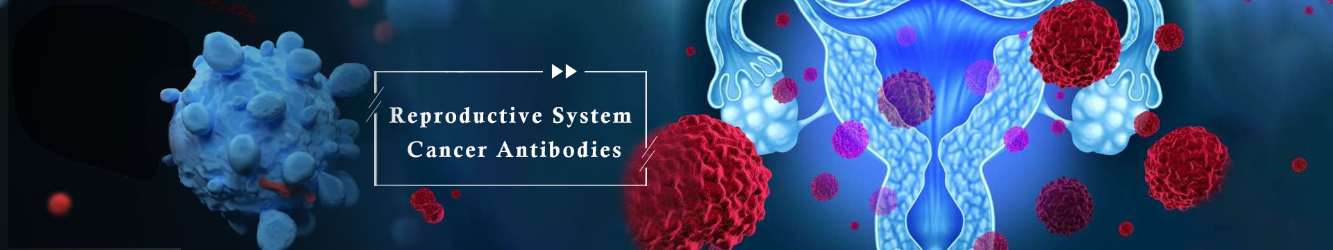 Reproductive System Cancer Antibodies