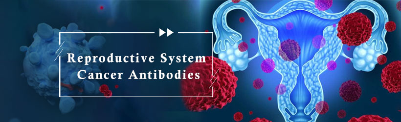 Reproductive System Cancer Antibodies