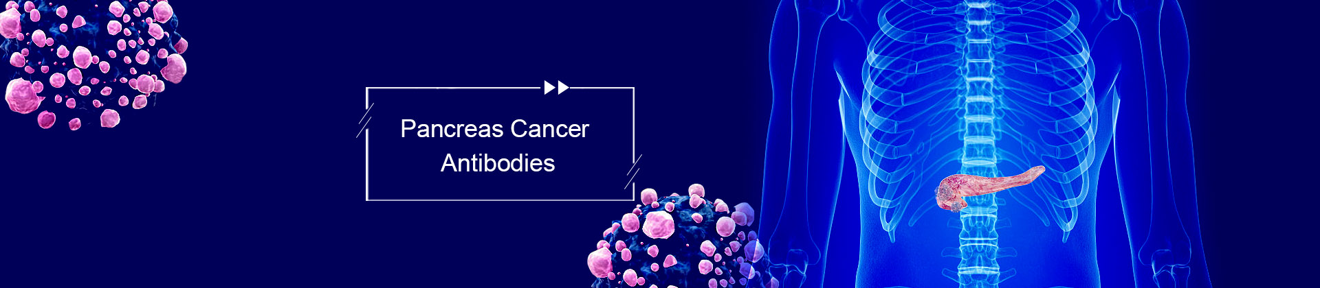 Pancreatic cancer Antibodies