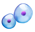 Cell Cycle Assay kit